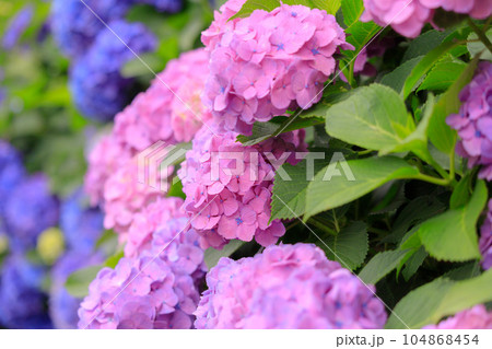 飛鳥の小径の沢山の紫陽花 104868454