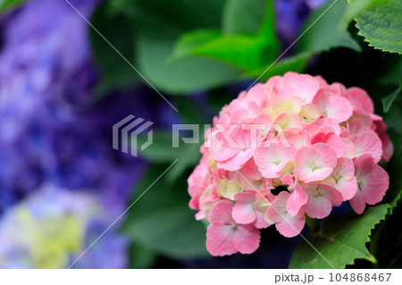 飛鳥の小径のピンク色の紫陽花 飛鳥の小径のピンク色の紫陽花 104868467