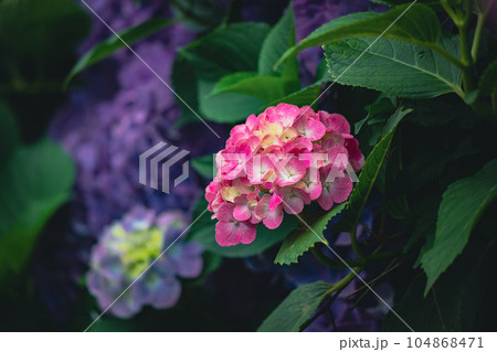 飛鳥の小径のピンク色の紫陽花 104868471