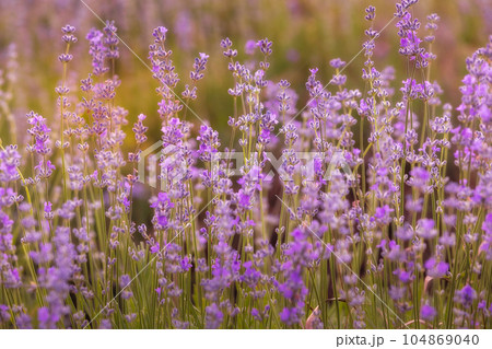 Purple lavender flower field close-up 104869040