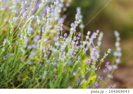 Lavender flowers close-up on blurred background Lavender flowers close-up on blurred background 104869043