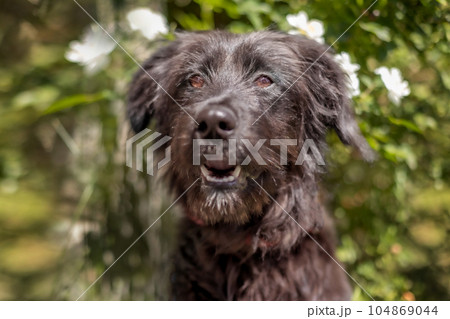 Black dog puppy sitting near flowers Black dog puppy sitting near flowers 104869044
