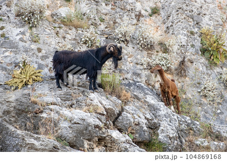 Mountain goats on sheer cliffs or stone walls. Two goats black and brown 104869168