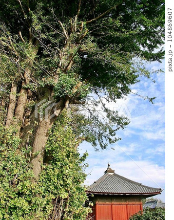 尾島町標(おじままちしるべ)。「浄蔵寺の大イチョウ(2010.10)」 近くには おじま第三保育園あ 尾島町標(おじままちしるべ)。「浄蔵寺の大イチョウ(2010.10)」 近くには おじま第三保育園あ 104869607