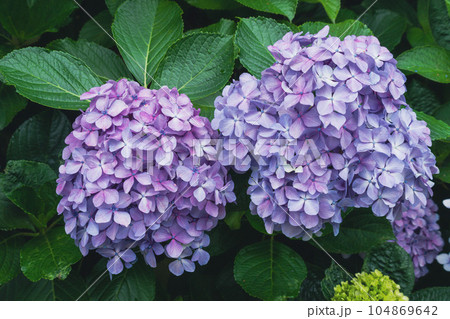 飛鳥の小径の紫色の紫陽花 飛鳥の小径の紫色の紫陽花 104869642