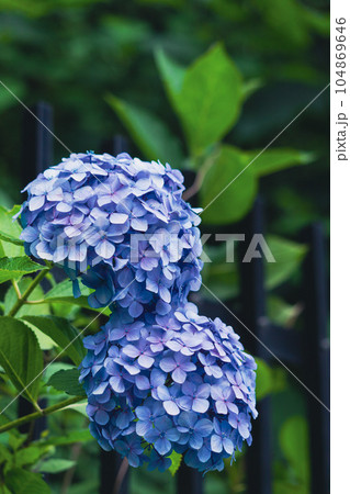飛鳥の小径の青色の紫陽花 104869646