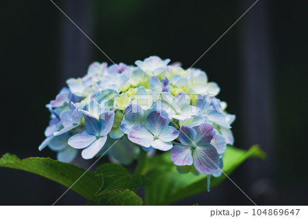咲き始めの紫陽花 咲き始めの紫陽花 104869647