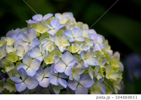 咲き始めの紫陽花 咲き始めの紫陽花 104869651