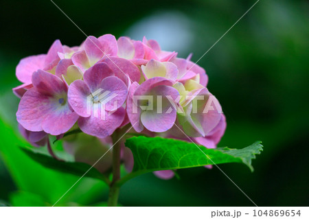 飛鳥の小径のピンク色の紫陽花 104869654