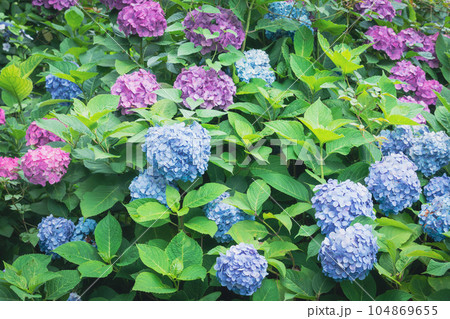 飛鳥の小径の沢山の紫陽花 飛鳥の小径の沢山の紫陽花 104869655
