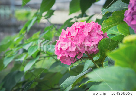 飛鳥の小径のピンク色の紫陽花 104869656