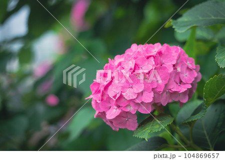 飛鳥の小径のピンク色の紫陽花 104869657