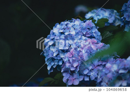 飛鳥の小径の青色の紫陽花 104869658