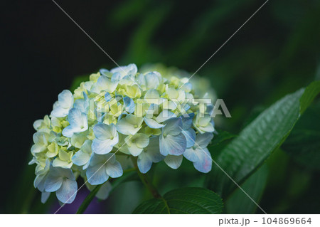 咲き始めの紫陽花 104869664