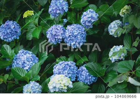 沢山の水色の紫陽花 沢山の水色の紫陽花 104869666