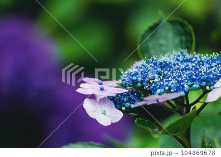 飛鳥の小径のガクアジサイ 104869678