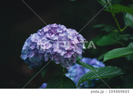 飛鳥の小径の薄紫色の紫陽花 104869685