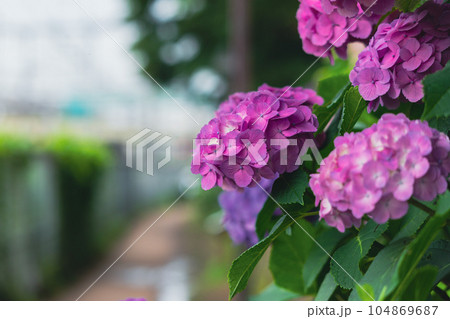 飛鳥の小径のピンク色の紫陽花 飛鳥の小径のピンク色の紫陽花 104869687