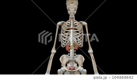 The endocrine system consists of organs called glands. 104869692