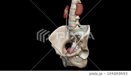 The ureters are tubes made of smooth muscle that propel urine from the kidneys to the urinary bladder. 104869693