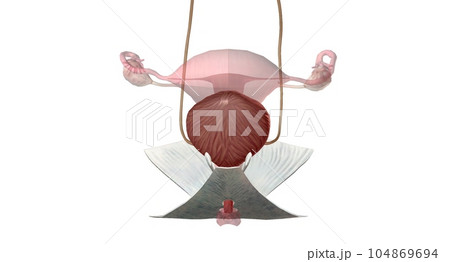 The external urethral orifice is the external opening (or meatus) of the urethra. The external urethral orifice is the external opening (or meatus) of the urethra. 104869694