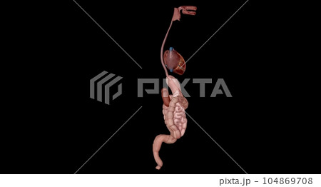 Organs with Secondary Endocrine Functions 104869708