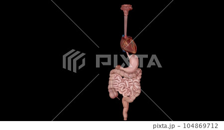 Organs with Secondary Endocrine Functions Organs with Secondary Endocrine Functions 104869712