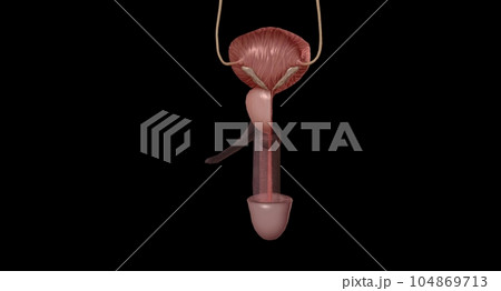 The external urethral orifice is the external opening (or meatus) of the urethra. The external urethral orifice is the external opening (or meatus) of the urethra. 104869713