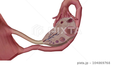 The Ovary Cross section Detailed The Ovary Cross section Detailed 104869768
