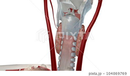 Parathyroid is an endocrine gland located at the back of the nec Parathyroid is an endocrine gland located at the back of the nec 104869769