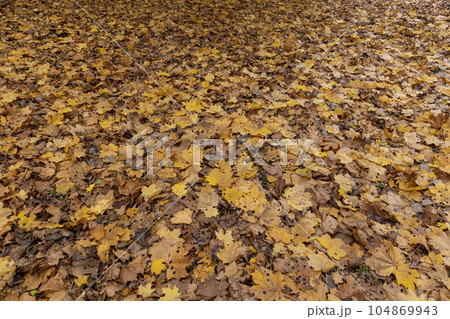 Dull orange foliage on trees in autumn cloudy weather Dull orange foliage on trees in autumn cloudy weather 104869943