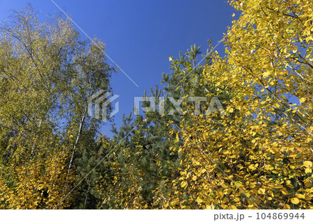 sunny autumn weather in a birch forest with a blue sky sunny autumn weather in a birch forest with a blue sky 104869944