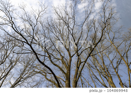 trees of different varieties in the spring season trees of different varieties in the spring season 104869948