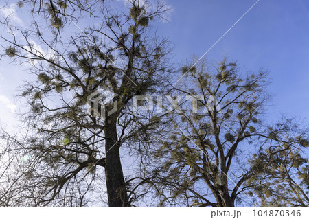 deciduous trees in winter during the day in sunny weather deciduous trees in winter during the day in sunny weather 104870346