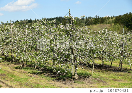 満開のりんごの花 104870481