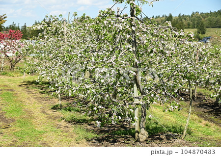 満開のりんごの花 満開のりんごの花 104870483