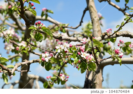 満開のりんごの花 104870484