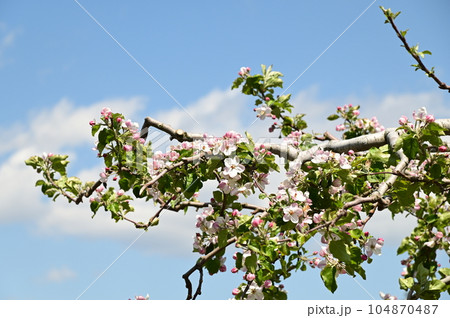 満開のりんごの花 満開のりんごの花 104870487