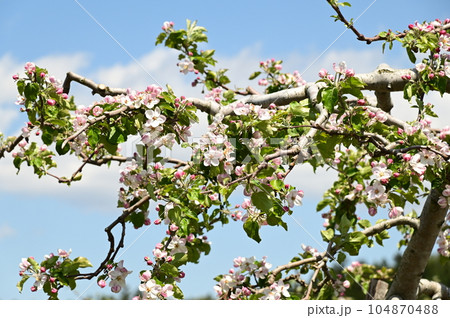 満開のりんごの花 104870488