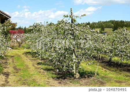 満開のりんごの花 104870491