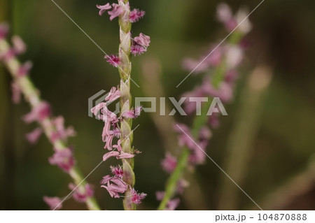 自然　植物　コメヒシバ、六月下旬の花。薄紫か赤紫のブラシ状の花柱と袋状の葯が沢山見えます 104870888