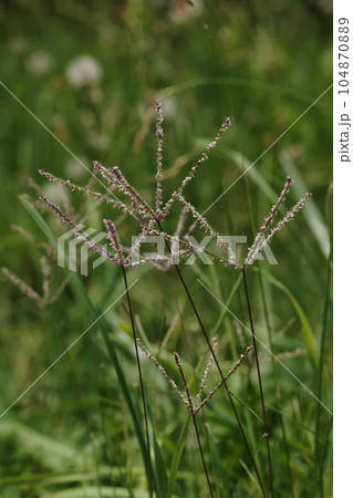 自然 植物 コメヒシバ、茎先の穂(総)は二~四本。長さは四~八センチでひ弱な感じ 自然 植物 コメヒシバ、茎先の穂(総)は二~四本。長さは四~八センチでひ弱な感じ 104870889