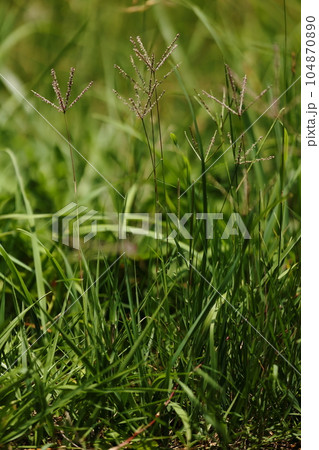 自然　植物　コメヒシバ、茎を十～三十センチ立ち上げて群生します。強い日差しは苦手の様です 104870890