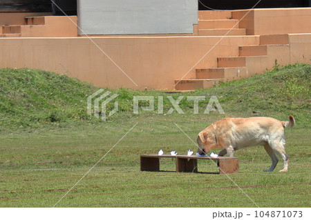 臭気選別 104871073