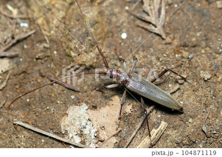 地面を移動するホソカミキリの成虫（マクロレンズ使用・ストロボ＋自然光・接写写真） 104871119