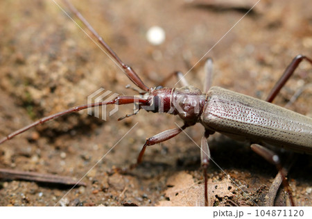 森の土の上を移動するホソカミキリの成虫上体部（マクロレンズ使用・ストロボ＋自然光・接写写真） 104871120
