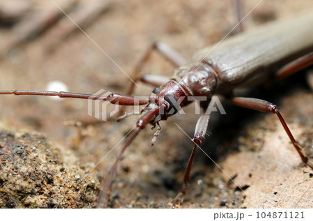 雑木林の地面を移動するホソカミキリの成虫上体部(マクロレンズ使用・ストロボ+自然光・接写写真) 雑木林の地面を移動するホソカミキリの成虫上体部(マクロレンズ使用・ストロボ+自然光・接写写真) 104871121