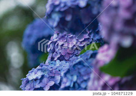 飛鳥の小径の青色の紫陽花 104871229