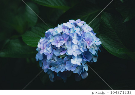 飛鳥の小径の水色の紫陽花 104871232