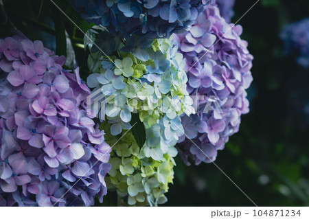 紫色と黄色の紫陽花 104871234